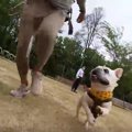 池のあるドッグラン…