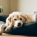 シニア犬が健康的に…