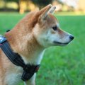 犬が飼い主に『そっ…