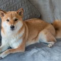犬が『うるさいなあ…