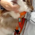 『まだ針刺さってま…