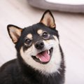 犬が『大好きな人』…