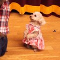 できるかな？お猿さ…
