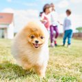 犬を飼っている家庭…