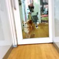 犬をペットホテルに…