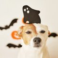 犬には幽霊が見えて…