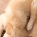 天使のような姿で寝…