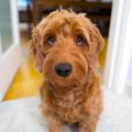 犬が『おしっこ』を…
