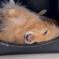 爆睡している大型犬…