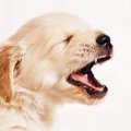 犬が突然キャンと鳴…