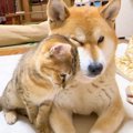 『犬に怯える赤ちゃ…