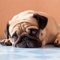 犬もかかる『精神病…