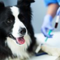 犬の輸血ってどの犬…