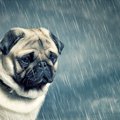 どうしたの？犬がし…