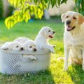 育犬ノイローゼに陥…