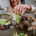 犬は『白菜』を食べ…