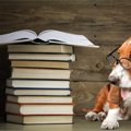 犬の飼い主は知って…