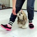 ドッグダンスで愛犬…