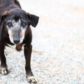 犬が『ふらふら歩く…