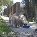 他の犬たちにいじめ…