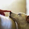 犬が飼い主に依存し…