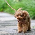 犬の『歩き方』でわ…