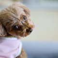 犬が飼い主を無視し…