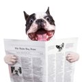【犬の人気雑誌】オ…