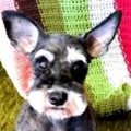 私と主人と愛犬ペン…