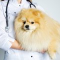 なぜ犬は動物病院が…