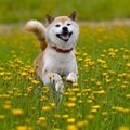 犬と春を過ごすとき…