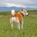 犬が人に『背中を向…