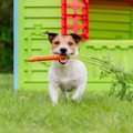 犬にあげる『オヤツ…