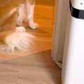 母が外出後、犬の様…
