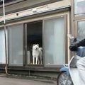 窓を見ながら飼い主…