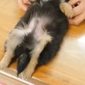 動物病院にきた赤ち…