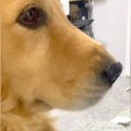 ママに甘える大型犬→…