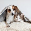 犬と猫を一緒に飼う…