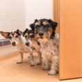 犬が飼い主のトイレ…