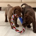 犬が他の犬のおもち…