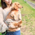 犬への『愛情と甘や…