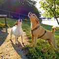 なぜ犬は『遠吠え』…