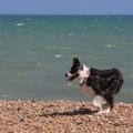 愛犬と海水浴へ行く…