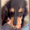 病気になり老犬のよ…