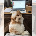 在宅ワークあるある…