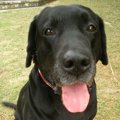 犬のしつけをする前…