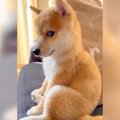 犬の赤ちゃんを家族…