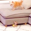 2匹の犬が『追いかけ…