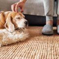 犬の飼い主は注意！…