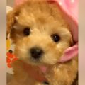 『茶色い子犬だから…